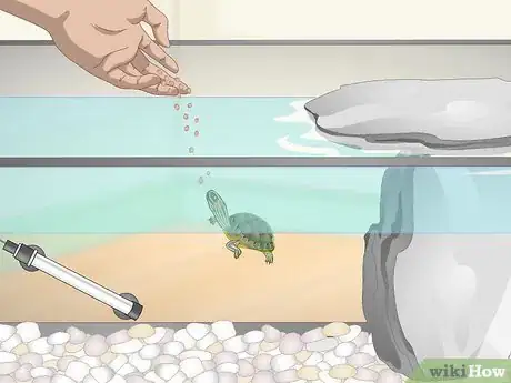 Imagen titulada Take Care of Mini Pet Turtles Step 8