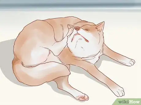 Imagen titulada Know When Your Dog is Sick Step 10