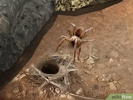 Imagen titulada Identify the Most Common North American Spider Species Step 4