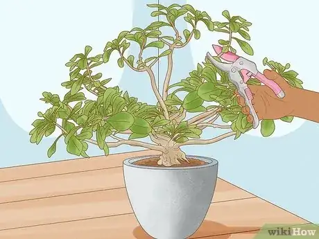Imagen titulada Prune Desert Rose Step 6
