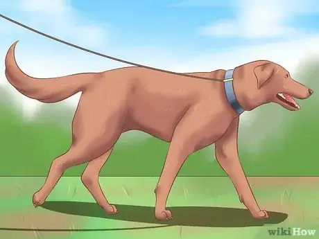 Imagen titulada Stop a Dog from Snoring Step 6