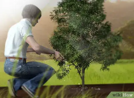 Imagen titulada Grow a Pomegranate Tree Step 8