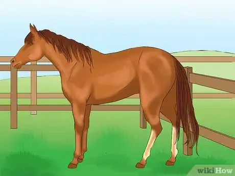 Imagen titulada Distinguish Horse Color by Name Step 8