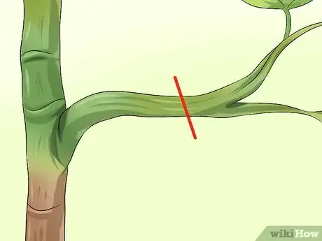 Imagen titulada Prune a Schefflera Plant Step 5