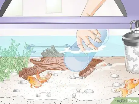 Imagen titulada Introduce a Pleco to a Goldfish Tank Step 6