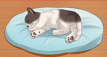 enseñarle a tu gatito a ser más calmado y relajado