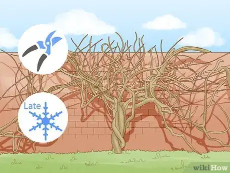 Imagen titulada Prune Wisteria Step 1