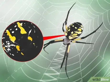 Imagen titulada Identify a Garden Spider Step 1