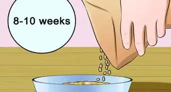 destetar a un gatito