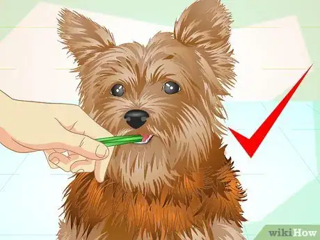 Imagen titulada Keep Your Yorkie's Teeth Clean Step 14