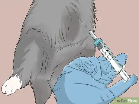 Imagen titulada Diagnose and Treat Feline Infectious Peritonitis (FIP) Step 10