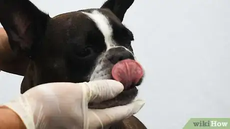 Imagen titulada Brush a Dog's Teeth Step 16
