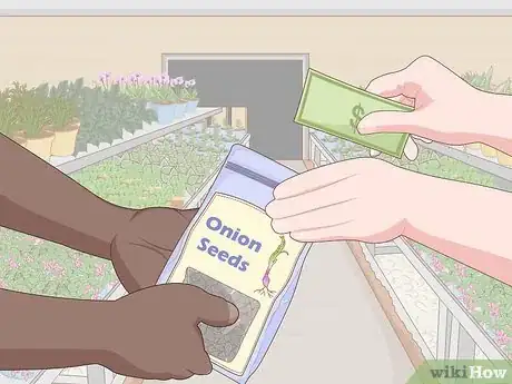 Imagen titulada Grow Onions Indoors Step 10