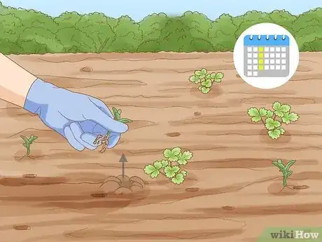 Imagen titulada Grow Strawberries Step 18