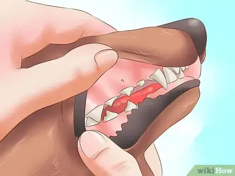 Imagen titulada Stop a Dog from Snoring Step 9
