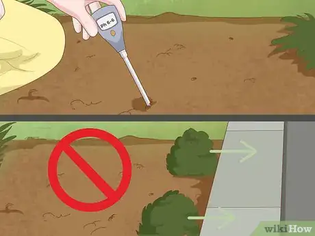 Imagen titulada Plant Azaleas Step 4