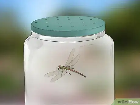Imagen titulada Catch Dragonflies Step 8