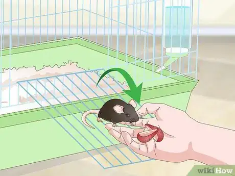 Imagen titulada Tame a Rat Step 12