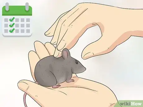 Imagen titulada Care for an Injured Pet Mouse Step 8