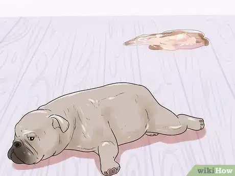 Imagen titulada Treat Dog Diarrhea Step 12