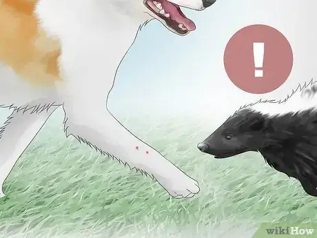 Imagen titulada Deskunk Your Dog Step 3