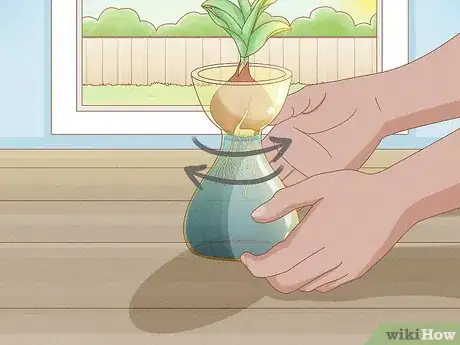 Imagen titulada Force Tulip Bulbs in Water Step 9