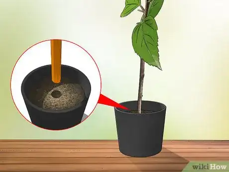 Imagen titulada Propagate Hibiscus Step 8