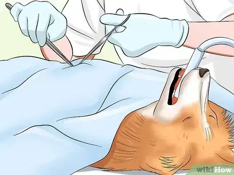 Imagen titulada Care for Shelties Step 3