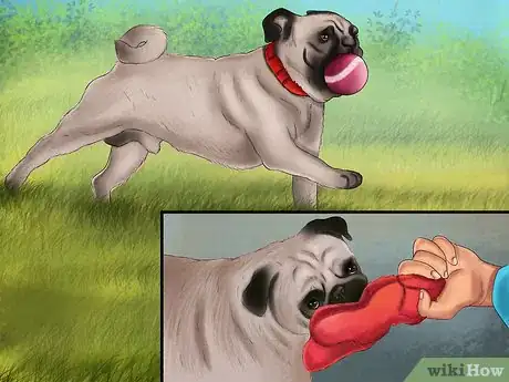 Imagen titulada Care for a Pug Step 6
