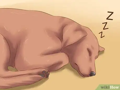 Imagen titulada Stop a Dog from Snoring Step 8