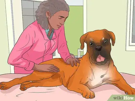 Imagen titulada Treat Mast Cell Tumors in Boxers Step 1
