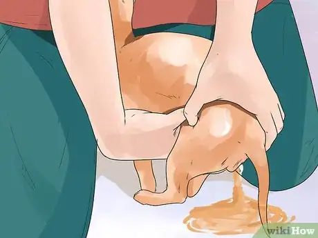 Imagen titulada Help a Female Dog Who Is Injured Urinate Step 1