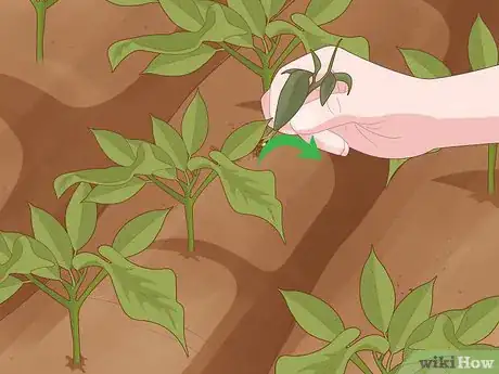 Imagen titulada Grow Soybeans Step 9