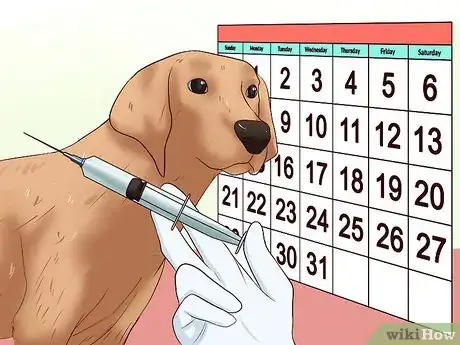 Imagen titulada Administer a Vaccine to a Dog Step 4