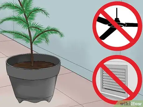 Imagen titulada Care for a Norfolk Pine Step 9