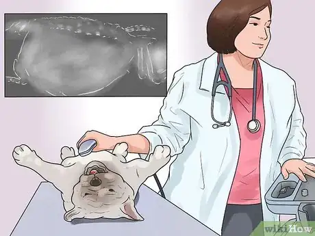 Imagen titulada Help Your Dog Whelp or Deliver Puppies Step 5