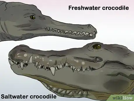 Imagen titulada Tell a Freshwater Crocodile from a Saltwater Crocodile Step 2