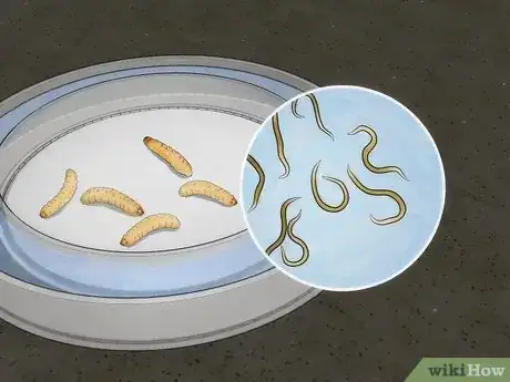 Imagen titulada Isolate Entomopathogenic Nematodes Step 8