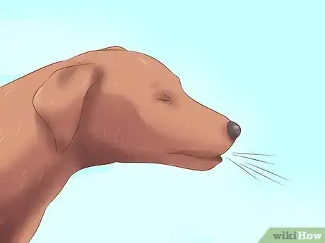 Imagen titulada Stop a Dog from Snoring Step 4
