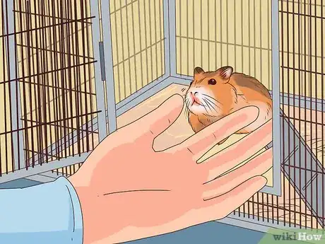 Imagen titulada Care for a Hamster Step 20