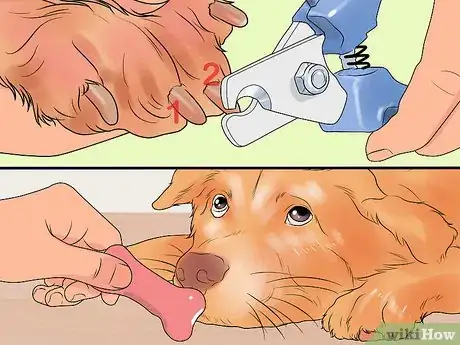 Imagen titulada File a Dog's Nails Step 15