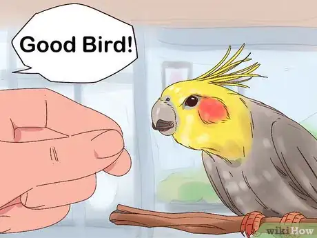 Imagen titulada Train Cockatiels Step 4