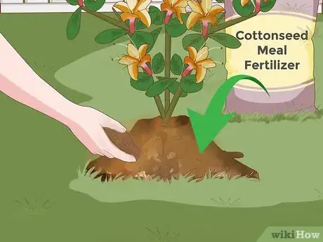 Imagen titulada Plant Azaleas Step 8