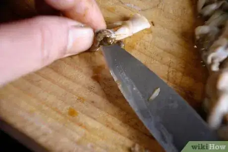 Imagen titulada Clean a Razor Clam Step 11