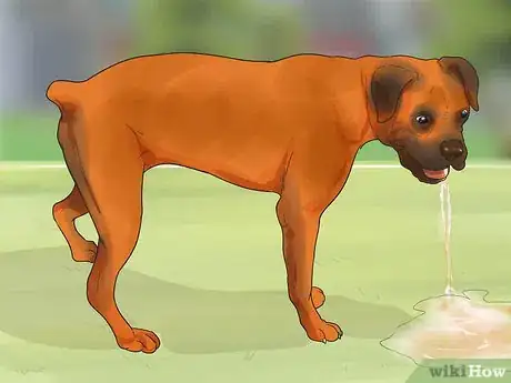 Imagen titulada Treat Mast Cell Tumors in Boxers Step 3