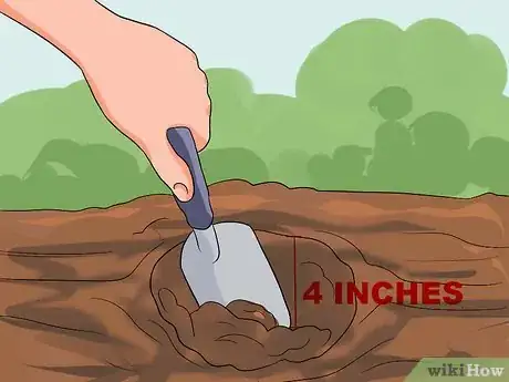 Imagen titulada Grow a Bean Plant Step 9