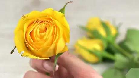 Imagen titulada Preserve Roses in Resin Step 1