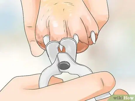 Imagen titulada Care for Yorkshire Terriers Step 15
