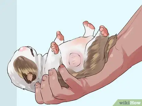 Imagen titulada Deal with Abscesses on Newly Born Puppies Step 9