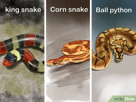 Imagen titulada Get a Pet Snake Step 2